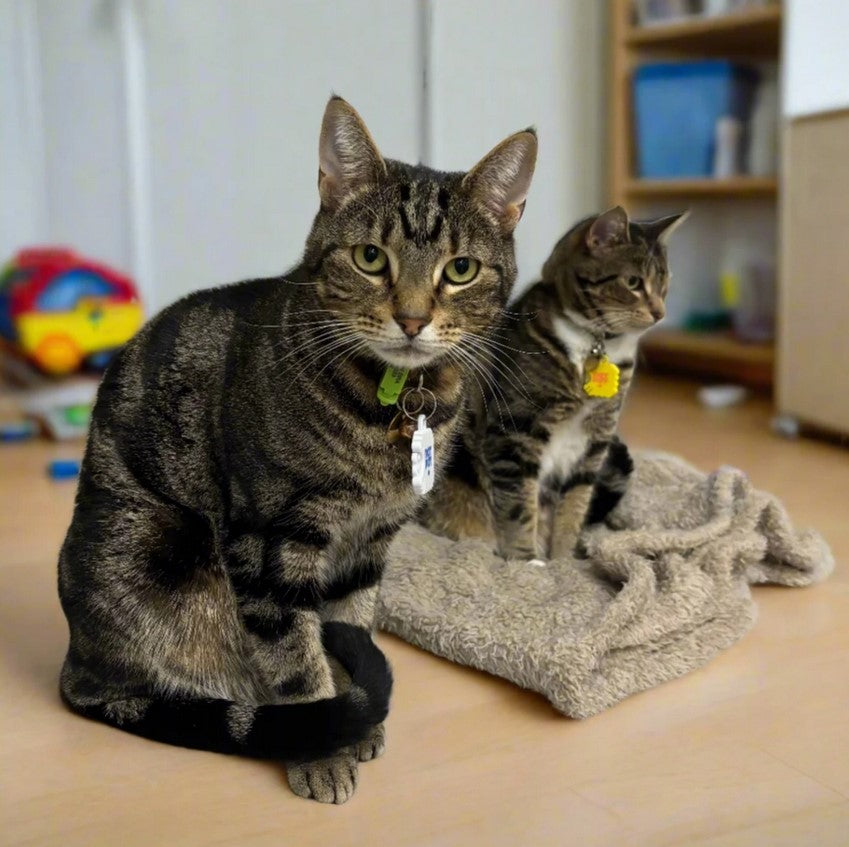 Close-up of the NATPAT Pet Locket's textured surface with engraved details and a small opening for inserting calming stickers