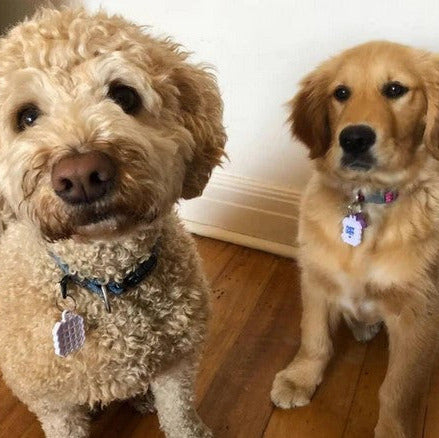 Dogs wearing NATPAT allergy relief vapour stickers on collars natural plant-based dog allergy support stickers safe non-toxic Canada