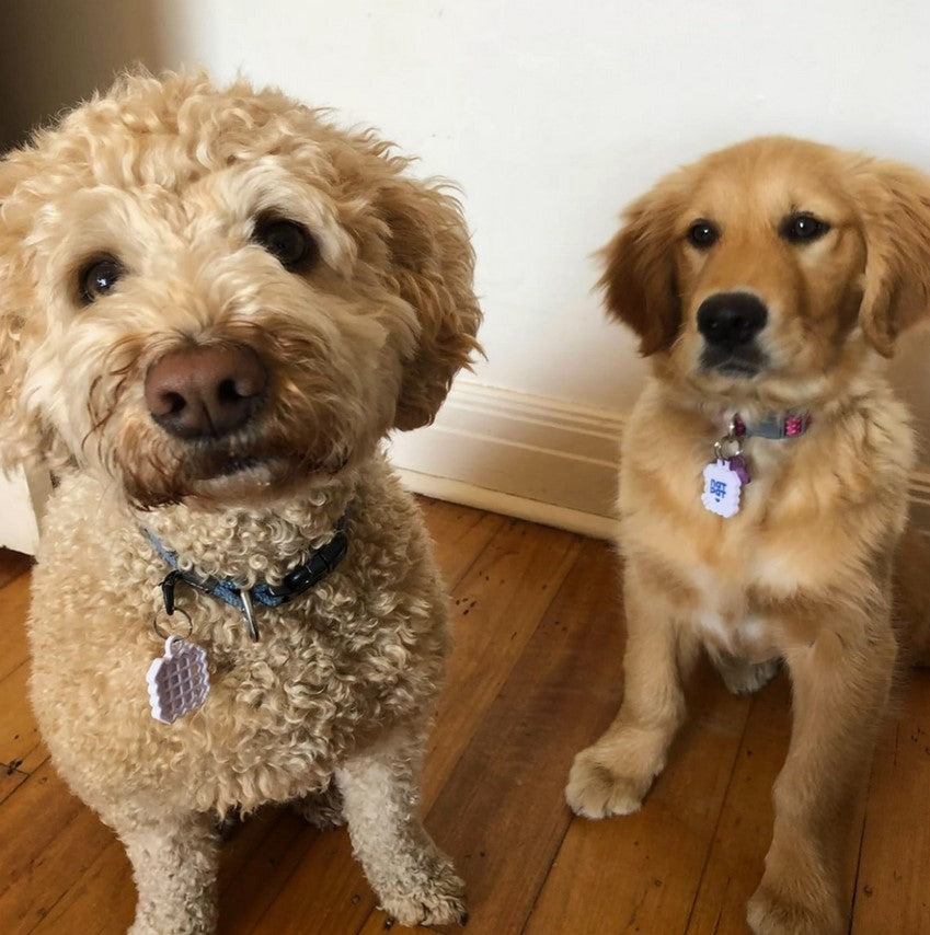 Close-up of the NATPAT Pet Zen Stickers with textured calming patterns and vibrant pastel colors on a white background