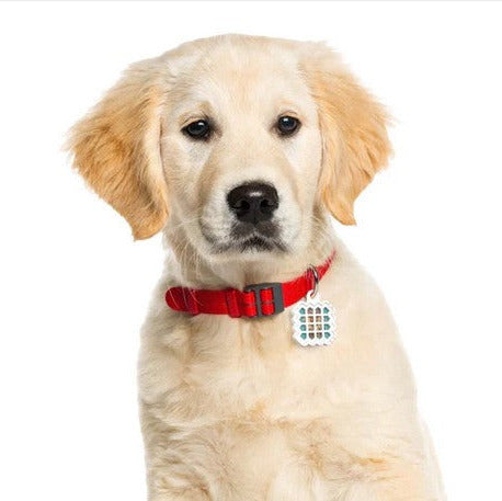 Dog wearing NATPAT insect repellent sticker in a pet locket (sold separately) on collar natural plant-based protection safe non-toxic sticker for dogs Canada