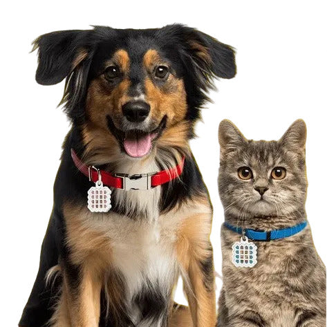 A dog and cat wearing NATPAT pet flea repellent stickers in a pet locket (sold separately) on their collars giving them natural plant-based flea protection