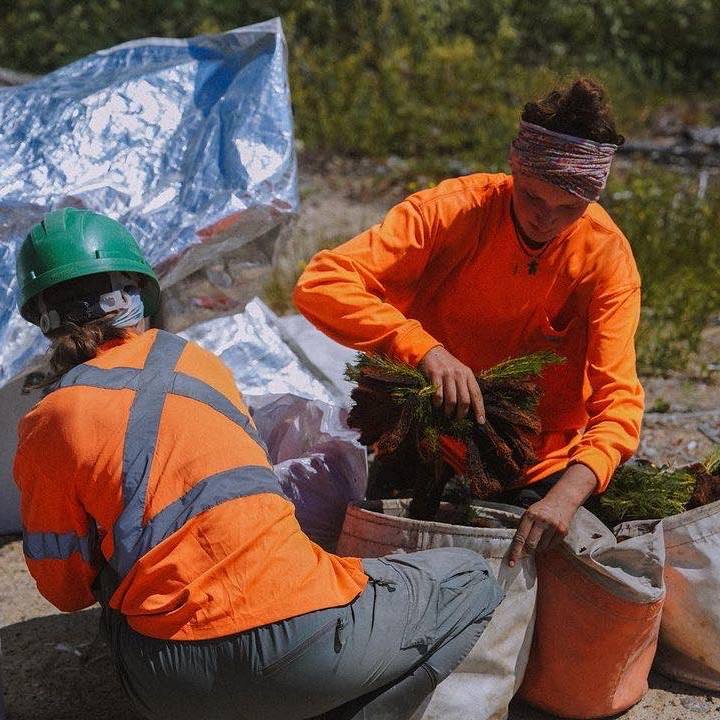 Integrity Reforestation employees on site putting tree seedlings in bags for their Canadian tree planting efforts