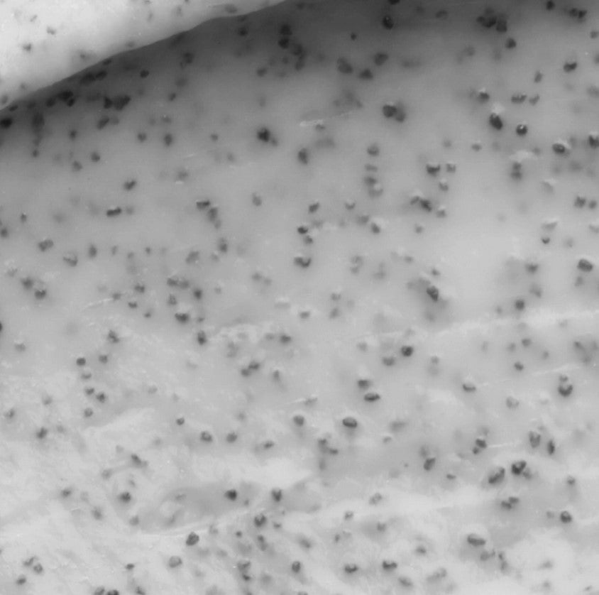 Close-up of the Everist Exfoliating Body Wash Tin's textured metallic surface with embossed logo detail and reddish-bronze