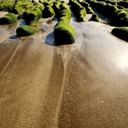 Close-up of the Oasis Conditioner Bar’s textured surface highlighting natural ingredients and fresh scent details.