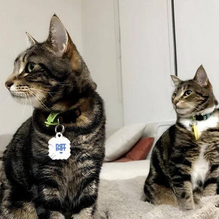 Cats wearing NATPAT allergy relief vapour stickers on collars natural plant-based cat allergy support stickers safe non-toxic Canada